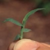 crabgrass 3leaf
