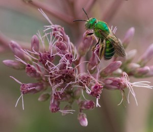 Sweat bee on joe-pye weed