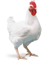 Cover photo for Poultry Processing Workshop