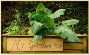 Cover photo for Going Back to Backyard Gardening