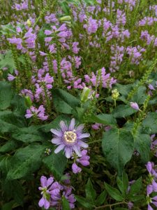 Lovely combo of purple passionflower and obedient plant.