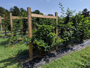 Blackberry production at Farrell's Creek Farm.