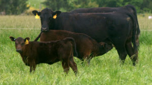 Cover photo for Weaning Fall Calves