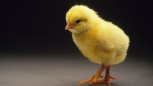 yellow chick with a black background