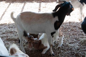 Weaning Time For Lambs And Kids | N.C. Cooperative Extension