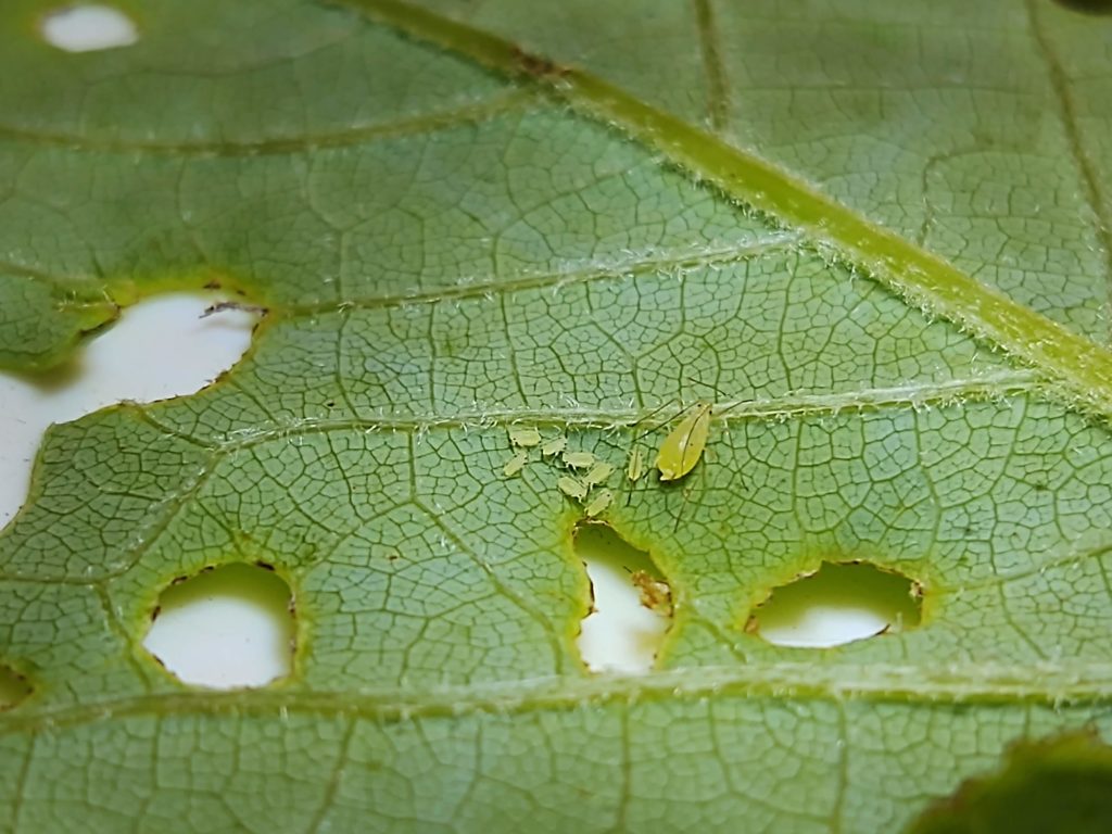 Tulip poplar aphids.