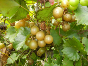 Muscadine grapes