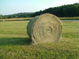 Cover photo for 2021 NC Forage and Grasslands Council Winter Conference