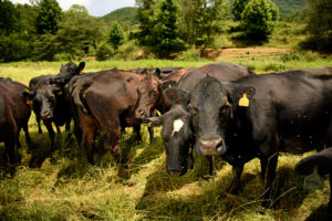 Cover photo for Biosecurity for Livestock