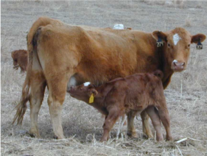 Cover photo for Lactation Nutrition for Beef Cattle