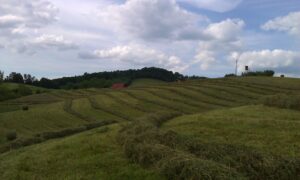 hay field before being baled