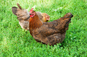 Cover photo for Small Poultry Producer Survey