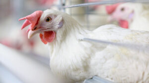 white layer hen