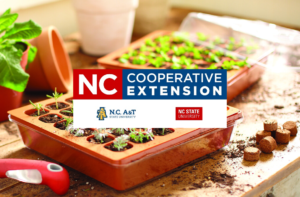 Seed propagation NCCE