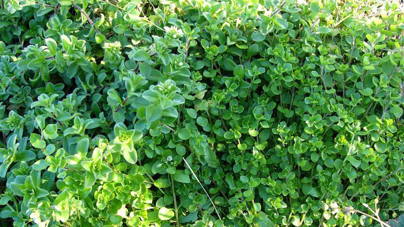 mousear chickweed