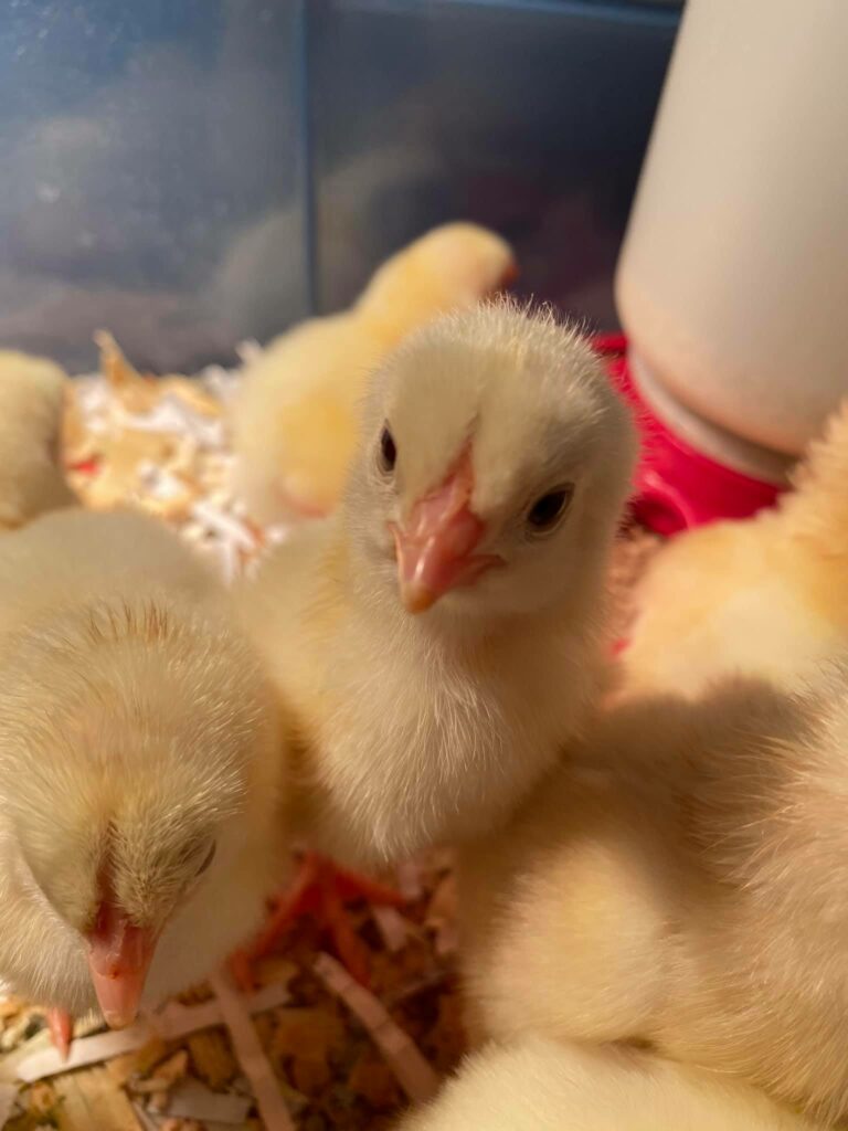 Chicks