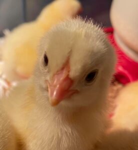 Cover photo for 4-H School Enrichment