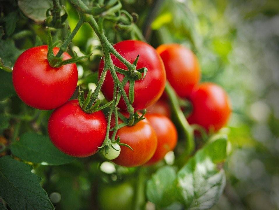 Tomatoes-On-vine