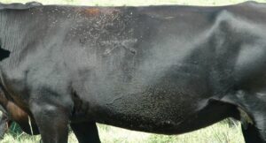 horn flies on cattle