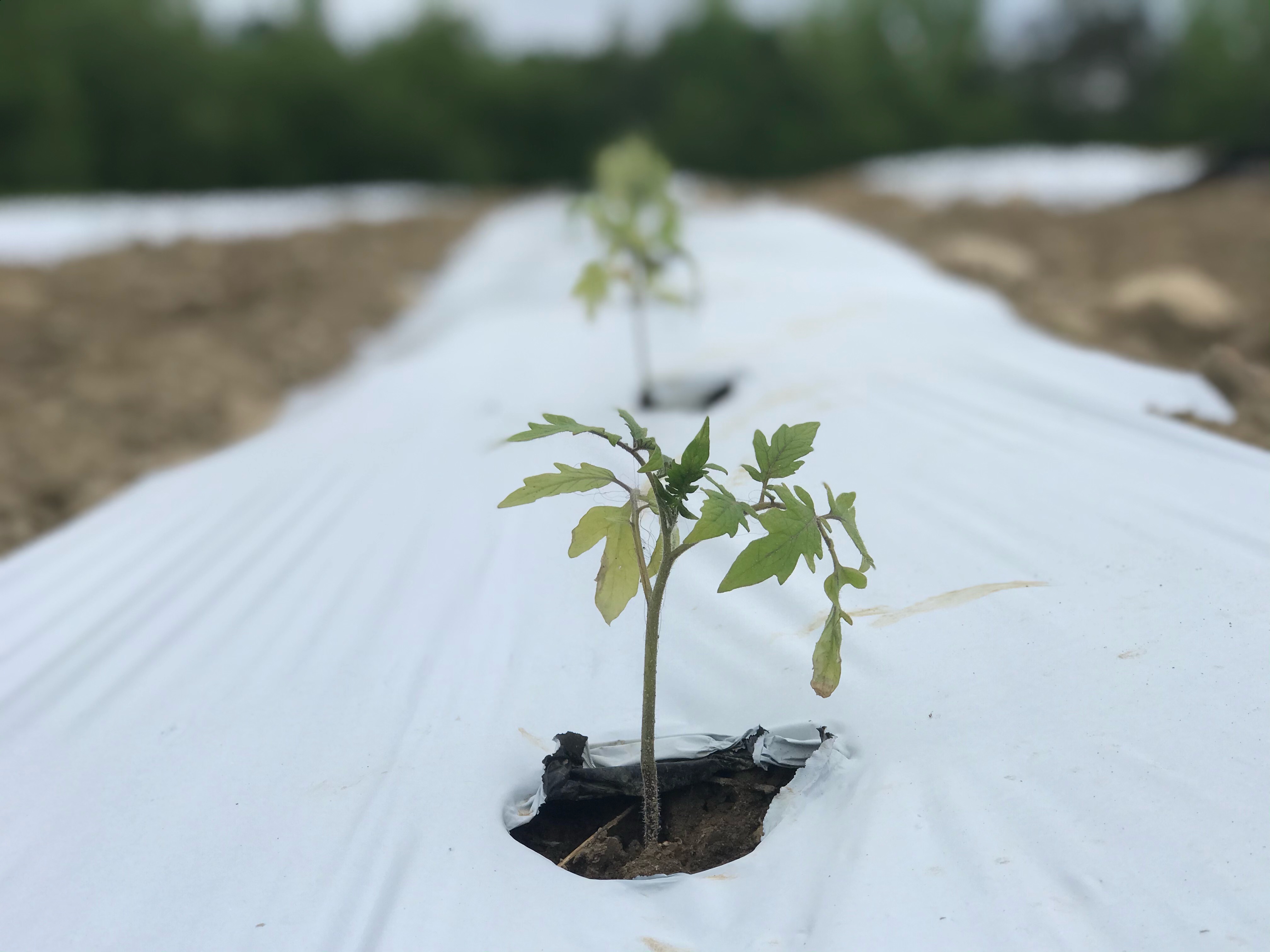 a vegetable plant