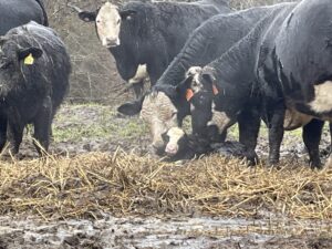 Cover photo for Before the Storm: Preparing Livestock for Adverse Weather