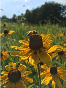 Cover photo for Friday Spotlight: Stokes Soil and Water Conservation District