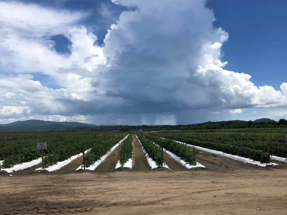 Planting rows with clouds overhead