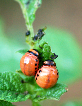 Two beetle larva