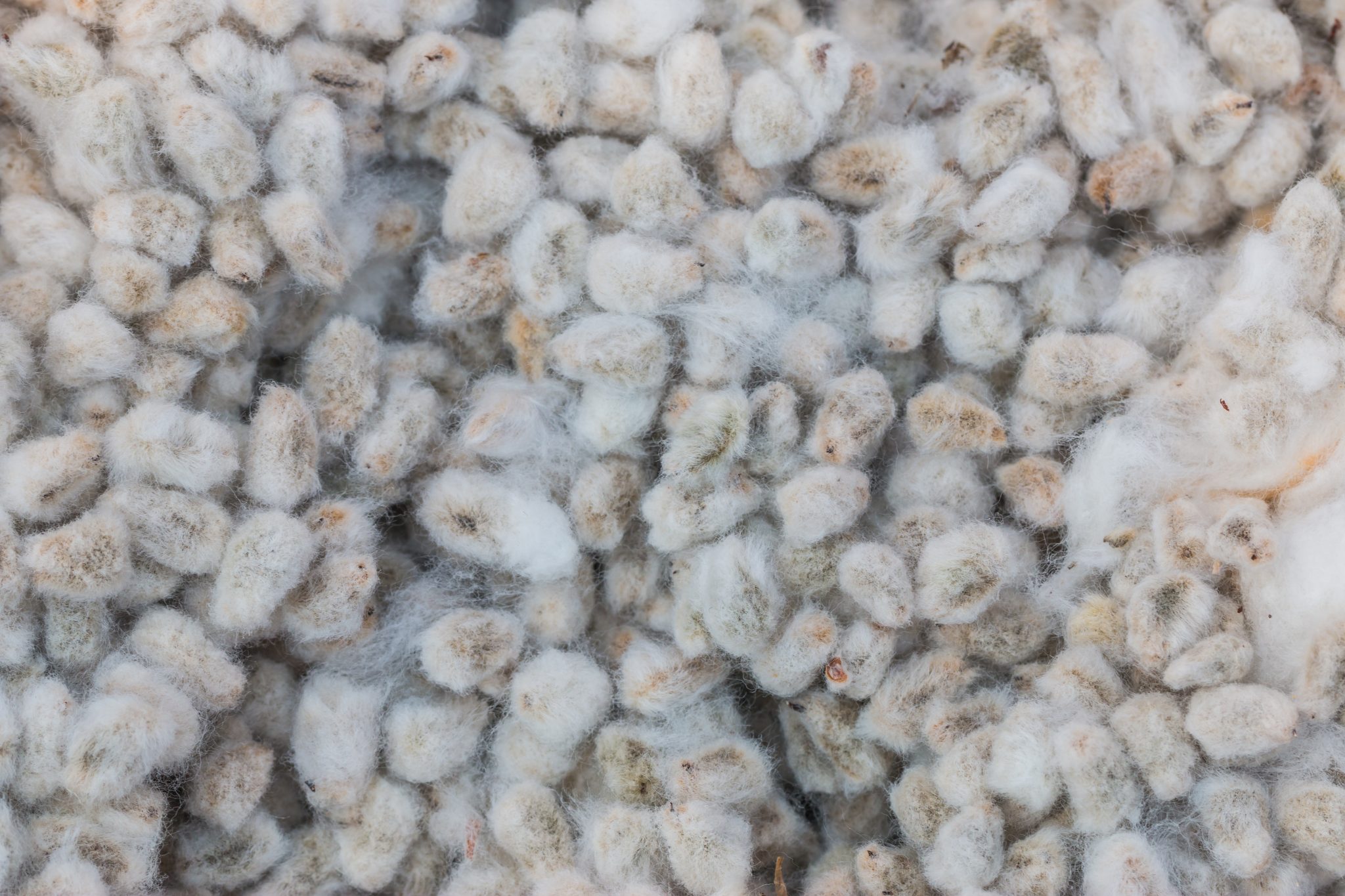 whole cottonseed