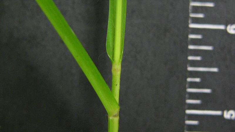 Closeup of goosegrass