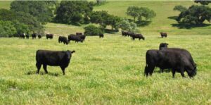 Cover photo for Feeding Late Gestation Cows