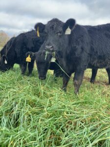 Cover photo for October Livestock / Pasture Tips