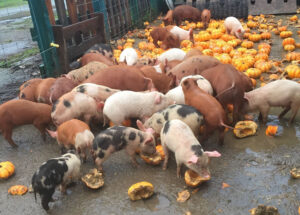 pigs eating pumpkins
