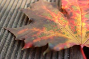 Cover photo for Before the Leaves Fall