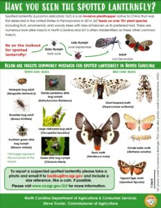 spotted lanternfly poster