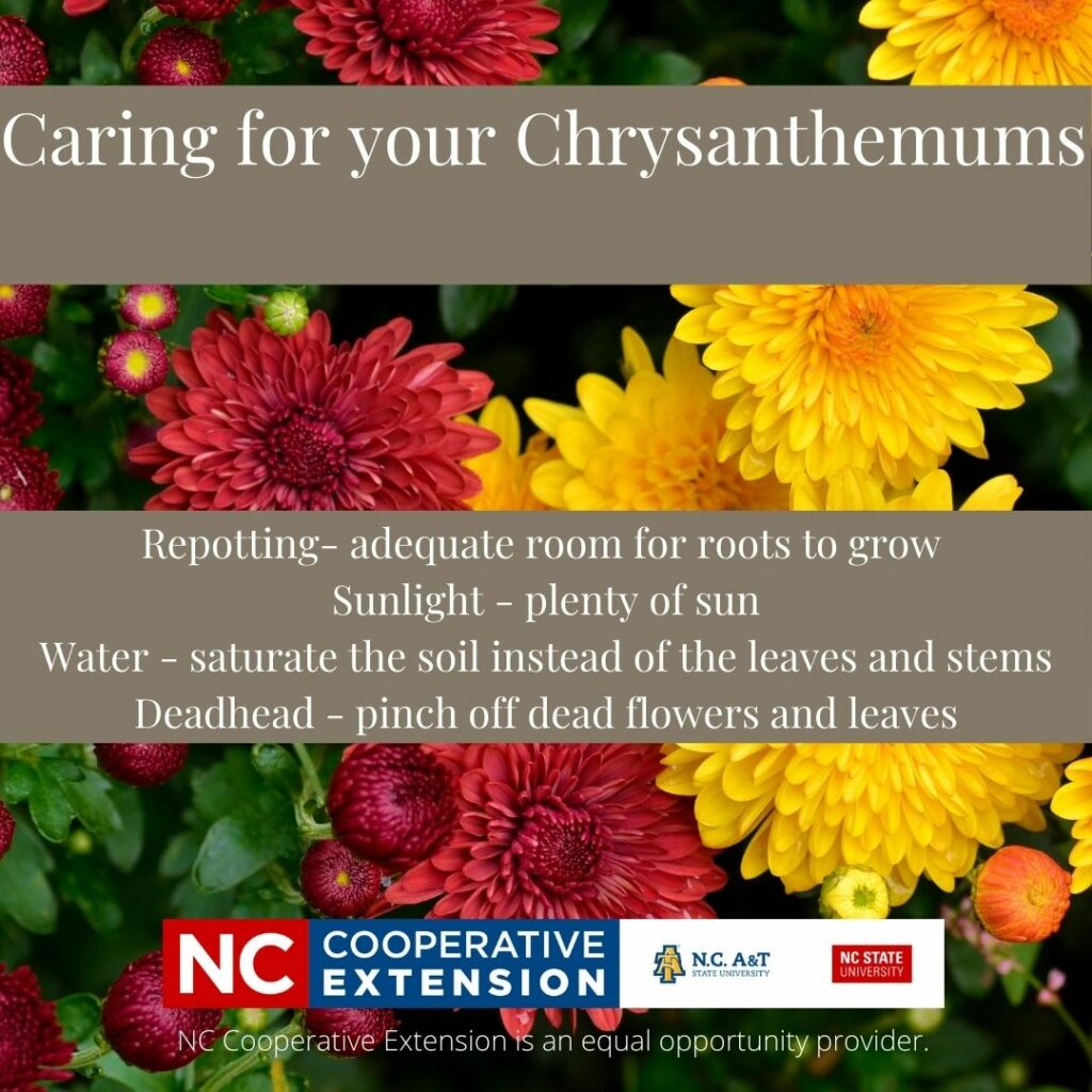 Chrysanthemums (Mum) Care  N.C. Cooperative Extension
