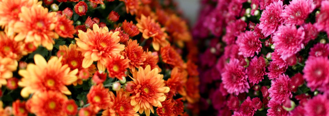 Chrysanthemums (Mum) Care  N.C. Cooperative Extension