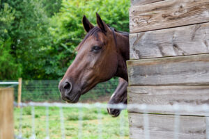 Cover photo for Wondering When to Blanket Your Horse? It Depends