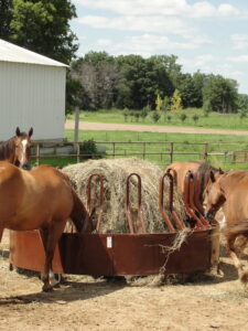 horses eating hay