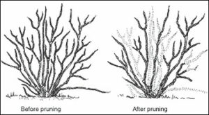 shrub structure before and after pruning