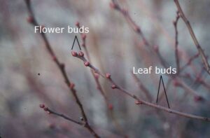 flower and leaf buds