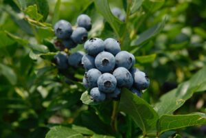 blueberry fruit