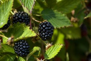 Cover photo for Small Fruit Pruning Workshops