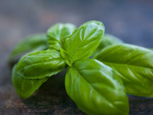 basil plant