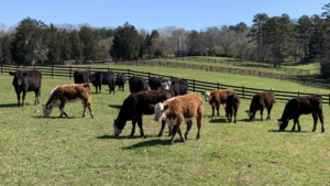 Cover photo for Biosecurity: Protecting Your Livestock