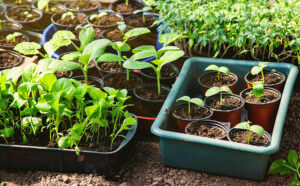 A dozen seedlings in small pots.