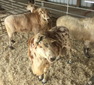 Cover photo for 2022 Eastern US Ram and Ewe Sales