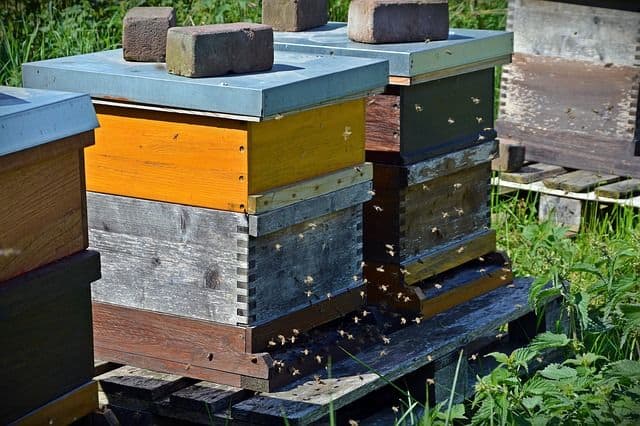 Bees swarm outside of bee boxes.