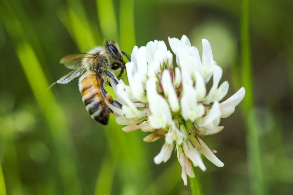 A bee rests on a white flower.