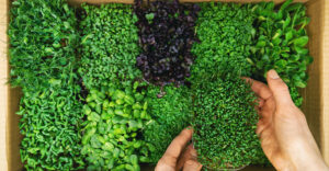 Cover photo for Growing Microgreens